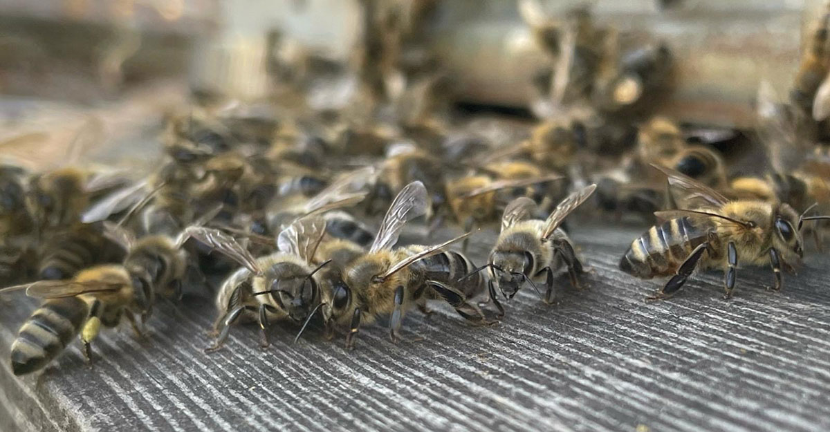 La survie des abeilles est indispensable à la survie des populations humaines.