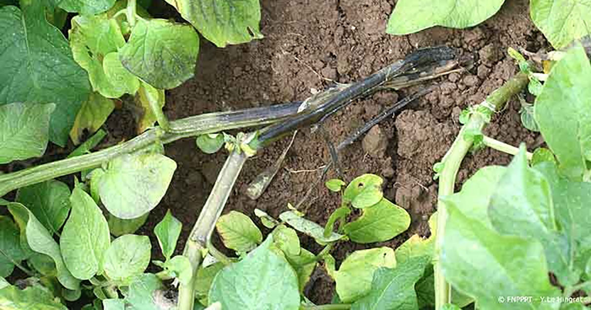 Pommes de terre: la maladie de la jambe noire entraîne une perte de production.