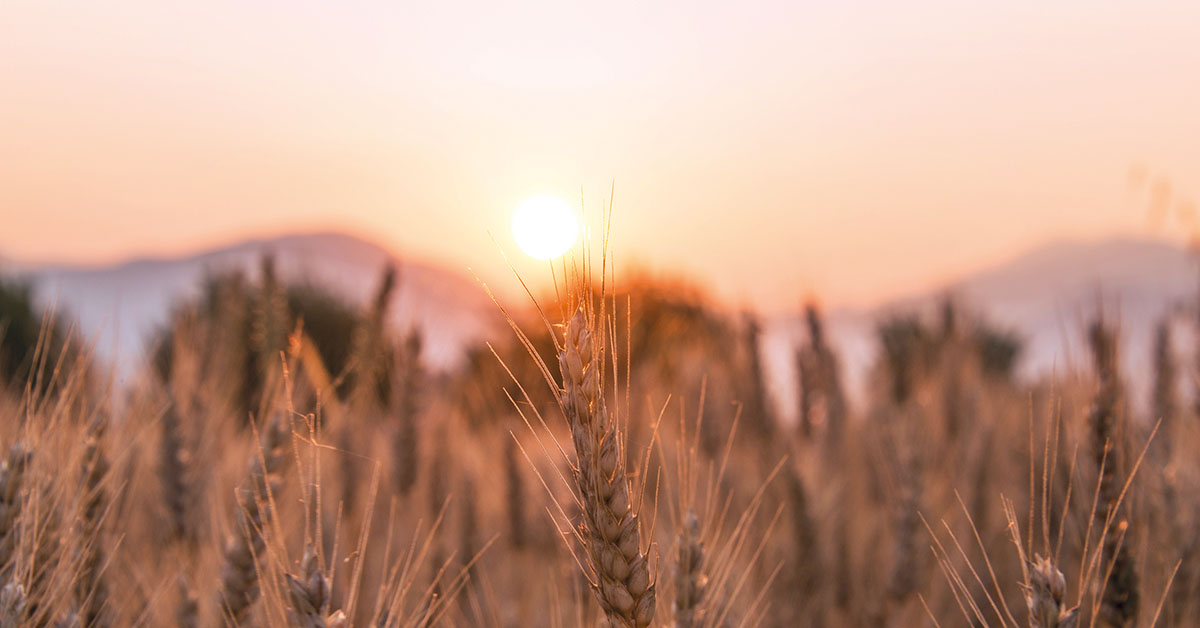 Pour les ravageurs, un champ de blé constitue un open bar.