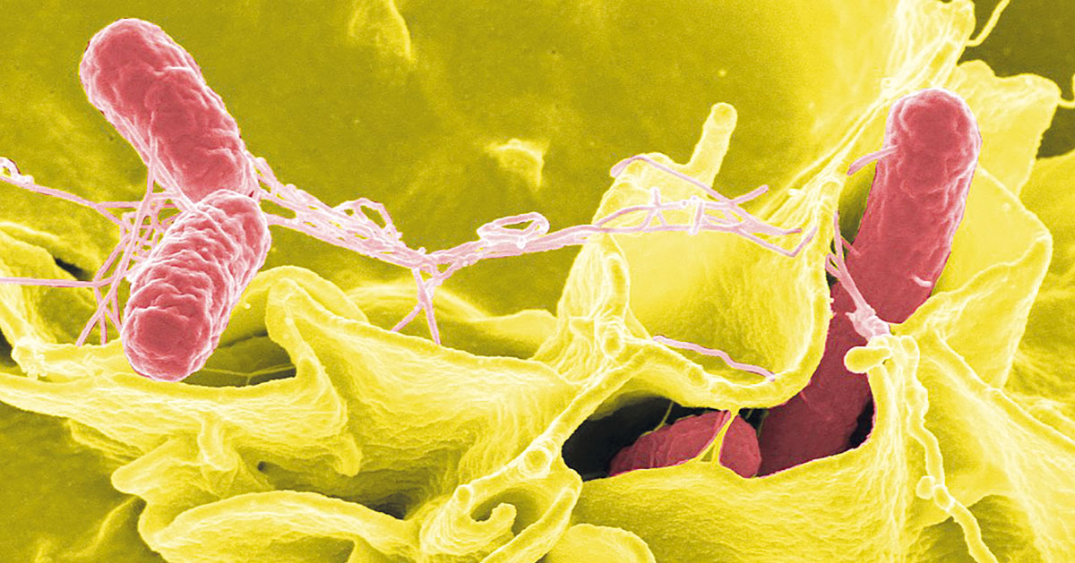 Les infections bactériennes des aliments peuvent être mortelles.