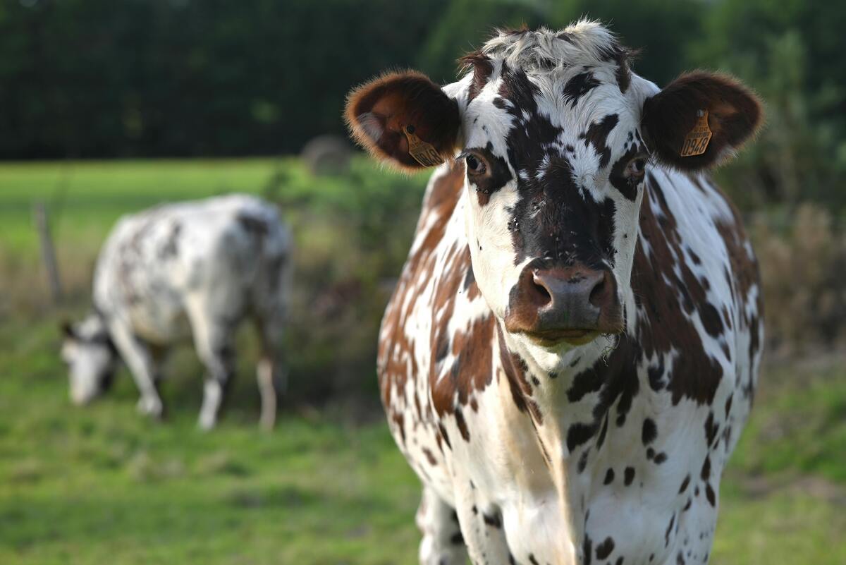 Il serait plus approprié de parler de transformation de l’ensemble de la production agricole, selon l’Agroscope, un organisme de recherche fédéral.