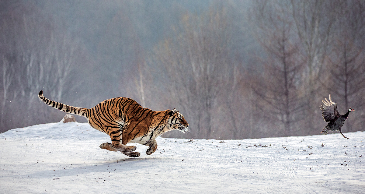 Avancer pour ne pas être rattrapé...