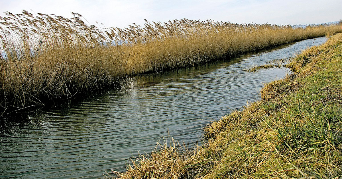 La Seymaz coule notamment dans la réserve naturelle de Sionnet sur le territoire des communes de Meinier et de Choulex.
